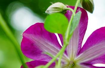 铁线莲的繁殖方法