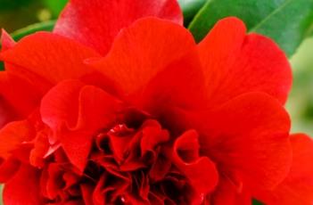 山茶花花后的养殖方法