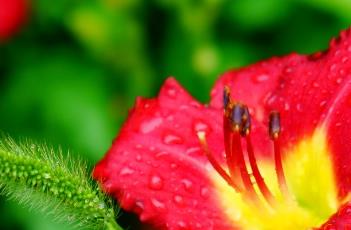 大花萱草的养殖方法