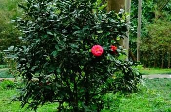 山茶花烂根的原因 山茶花烂根的原因