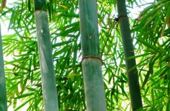 青皮竹