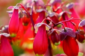 如何让宫灯长寿花四季开花