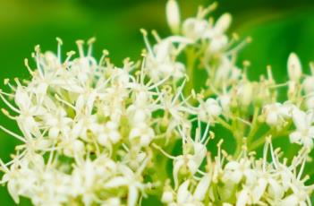 灯台树 灯台树图片