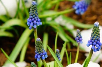 盆栽风信子的养殖方法