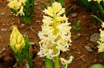 水培风信子的养殖方法