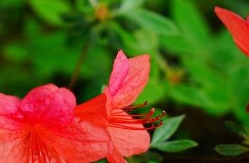 杜鹃花的繁殖方法