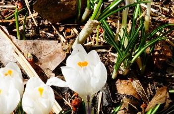 番红花的养殖方法