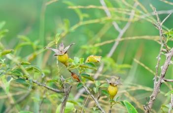 金樱子（金樱子泡酒能提高性功能吗）