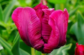 紫色鹦鹉郁金香