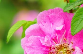 玫瑰不开花的原因 玫瑰不开花时怎么样,开花时怎么样