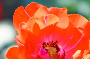 橘红潮 橘红潮月季图片