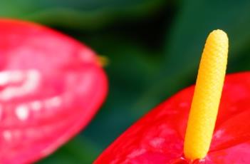 红掌叶子发黄的原因 红掌叶子发黄的原因