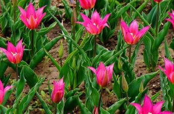 紫色的梦郁金香