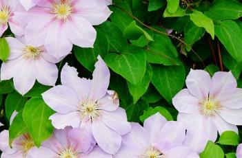 铁线莲的养殖方法