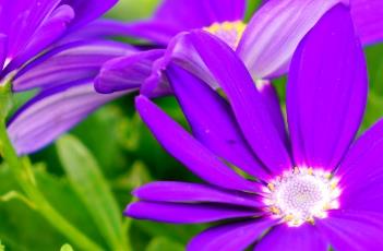 瓜叶菊的养护方法 瓜叶菊的养护方法