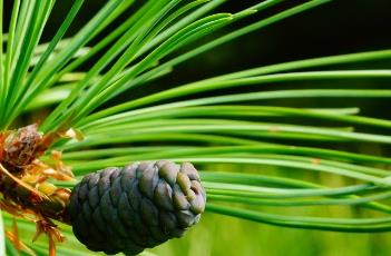 华山松（华山松是裸子植物吗）