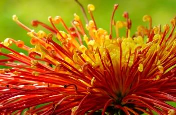 盆栽菊花的养殖方法（盆栽菊花的养殖方法(从扦插开始）