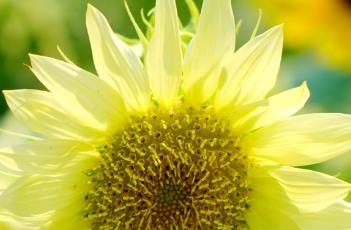 出水芙蓉（出水芙蓉形容女人什么意思）