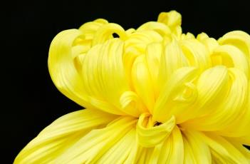 菊花的田间管理(菊花的田间管理措施)