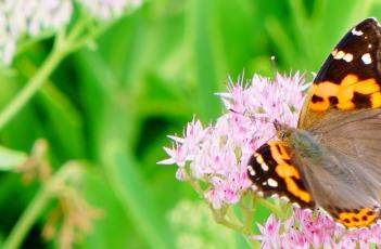 八宝景天的繁殖方法 八宝景天如何繁殖