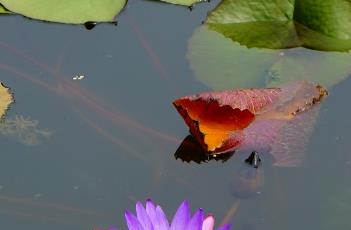 睡莲的繁殖方法(睡莲的繁殖方法图解)