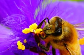 紫露草的栽培要点 紫露草的栽培要点