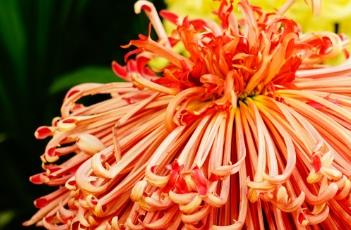 菊花种子播种方法