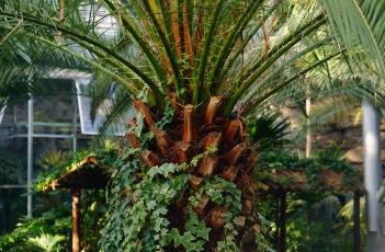 加拿利海枣（加拿利海枣树多少钱一棵）