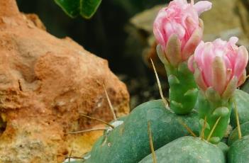 圣王丸（圣王丸锦）