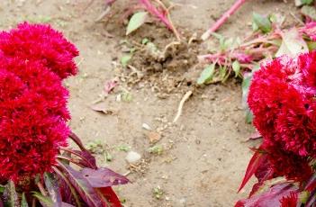 鸡冠花的养殖方法 鸡冠花的养殖方法