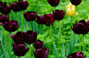 郁金香的繁殖方法