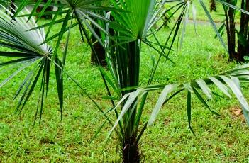 长刺棕 阿根廷长刺棕