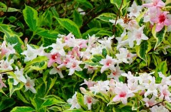 花叶锦带花 花叶锦带花图片