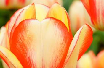 春色郁金香（郁金香 春化）