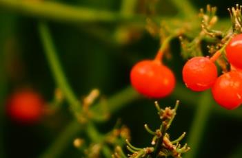 龙血树 龙血树的寓意与风水