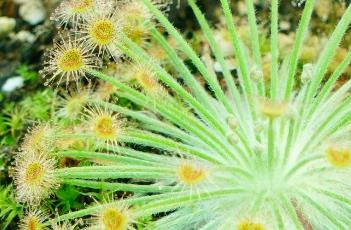 布鲁姆斯茅膏菜