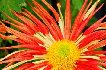 菊花不开花的原因 菊花不开花的原因