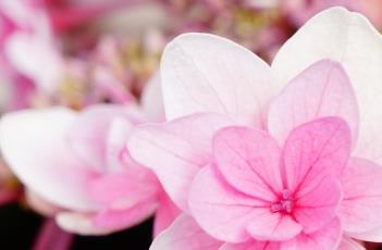 绣球花的生长习性