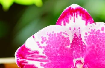 蝴蝶兰养殖注意事项 蝴蝶兰养殖注意事项