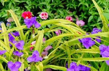 紫露草的繁殖方法