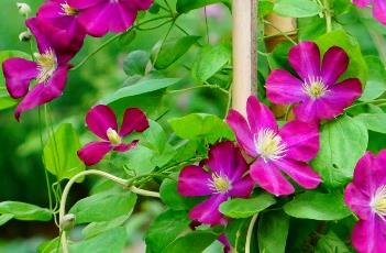 铁线莲的栽培技术