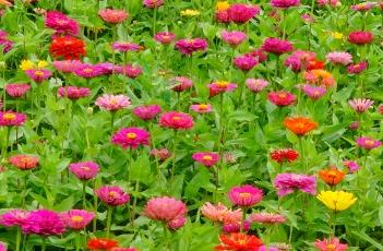 百日菊的田间管理