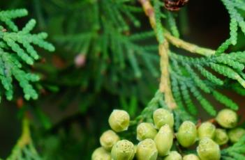日本香柏 日本香柏与北美香柏区别