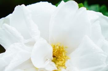 玫瑰的繁殖方法