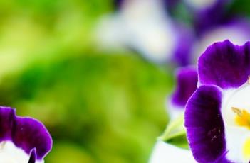 夏堇花的养殖方法