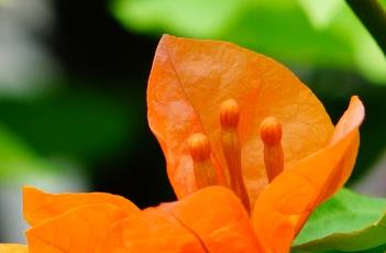 三角梅为什么不开花（三角梅怎么不开花）