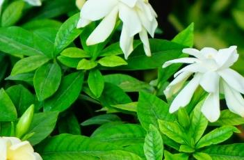 栀子花的繁殖方式