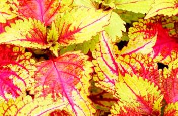 彩叶草扦插繁殖方法 彩叶草扦插繁殖方法