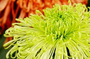 菊花种子播种方法