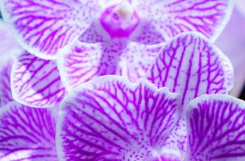 蝴蝶兰花谢后的养护方法 蝴蝶兰花谢后的养护方法